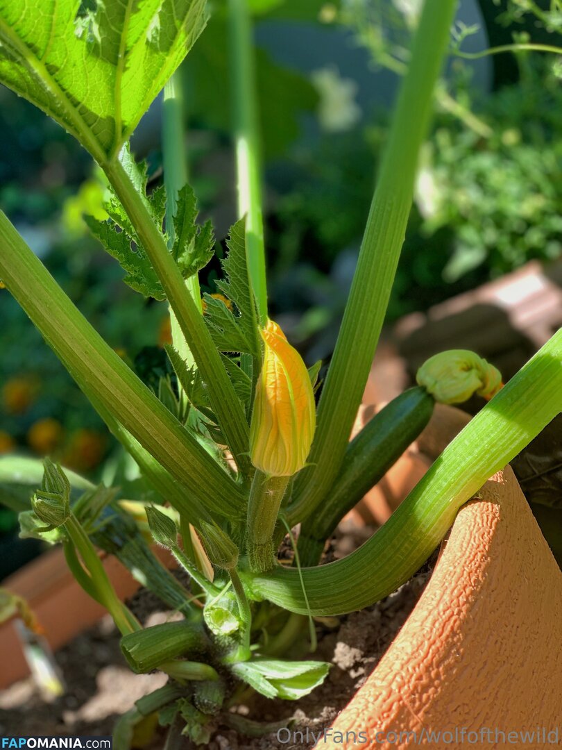 wolfofthewild / wolfofthewildd Nu OnlyFans  Foto vazada #14